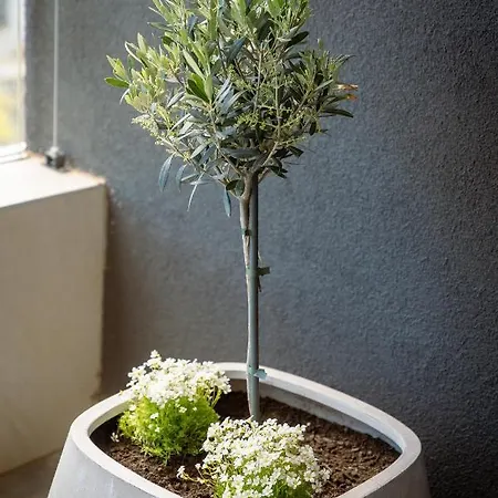 Apartment Pr Premium Rovinj